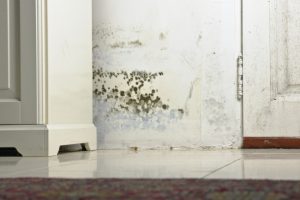 Three Things You Should Know About Mold Damage
