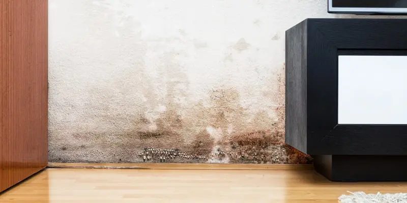 What to Expect from Our Mold Removal Services